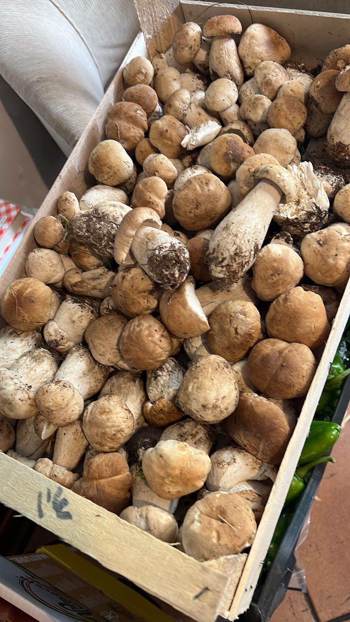 WhatsApp Image 2025-09-09 at 10.01.50 (1)